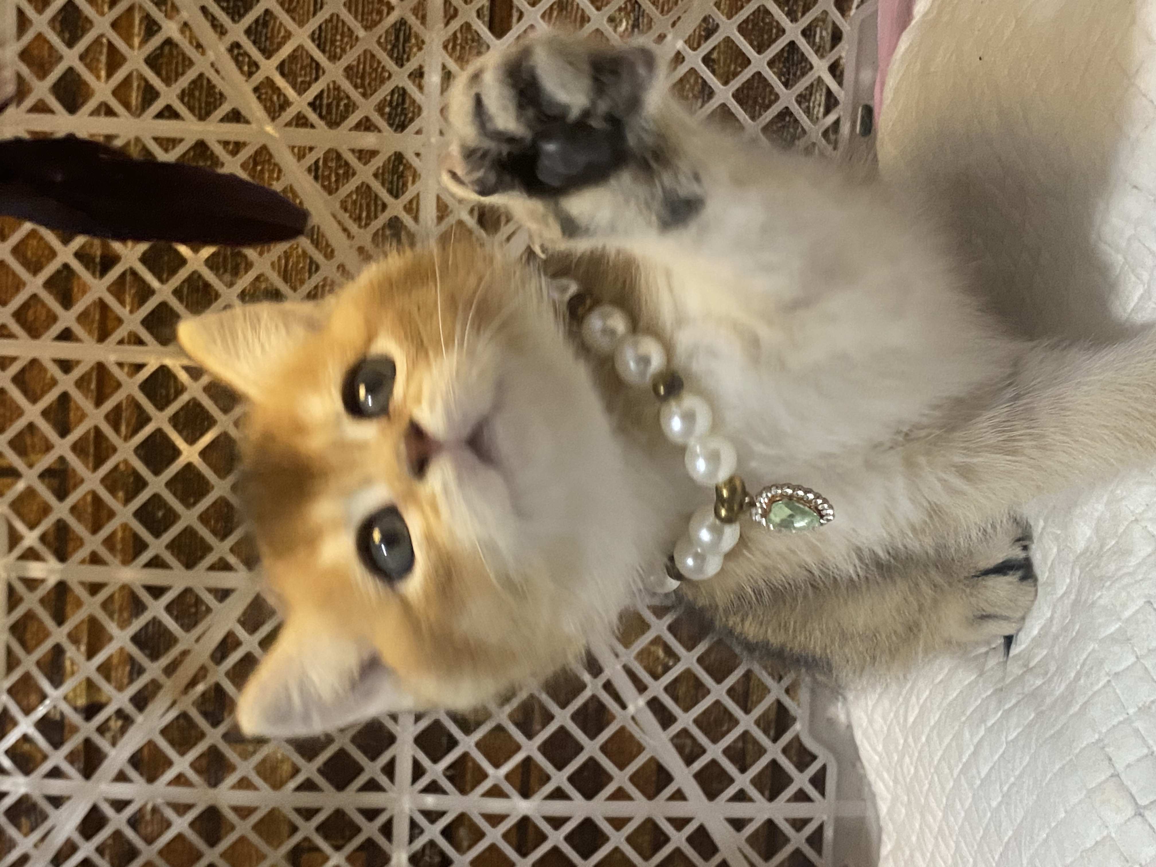 超肥超可爱～无病无藓～包一针疫苗内驱外驱过渡粮～